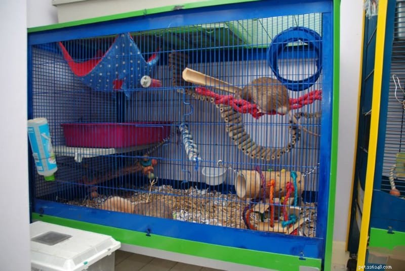 Requisitos de gaiola de rato e coisas a serem evitadas ao comprar uma gaiola