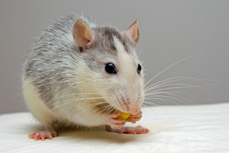 Comment divertir les rats domestiques :7 idées amusantes que vos rats vont adorer