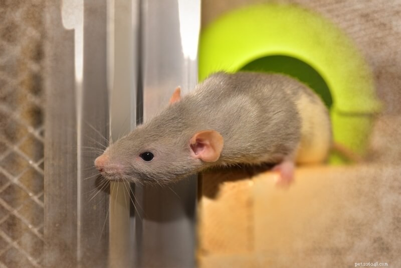Požadavky na klec pro krysy a čeho se při nákupu klece vyvarovat