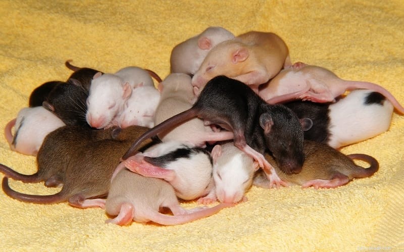 Našli jste krysí mláďata – co teď dělat?