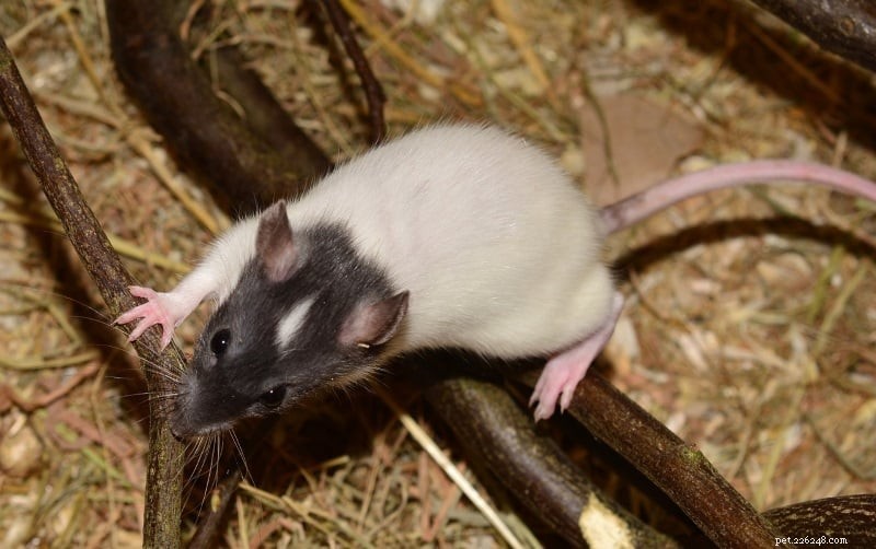 10 feiten over ratten die u in gedachten moet houden bij het verzorgen van ratten