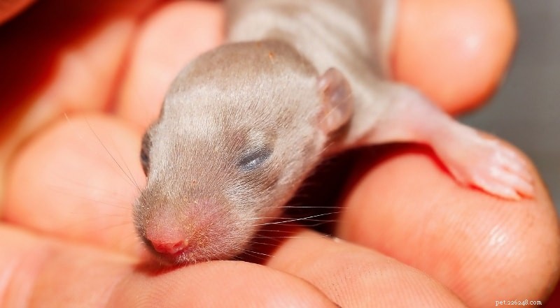 Péče o krysy:6 základů, které byste měli vědět při péči o novorozence