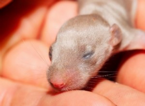 Péče o krysy:6 základů, které byste měli vědět při péči o novorozence