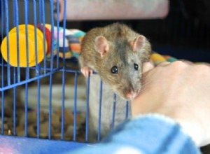 Krysy jako domácí mazlíčci:Před přijetím je třeba zvážit výhody a nevýhody