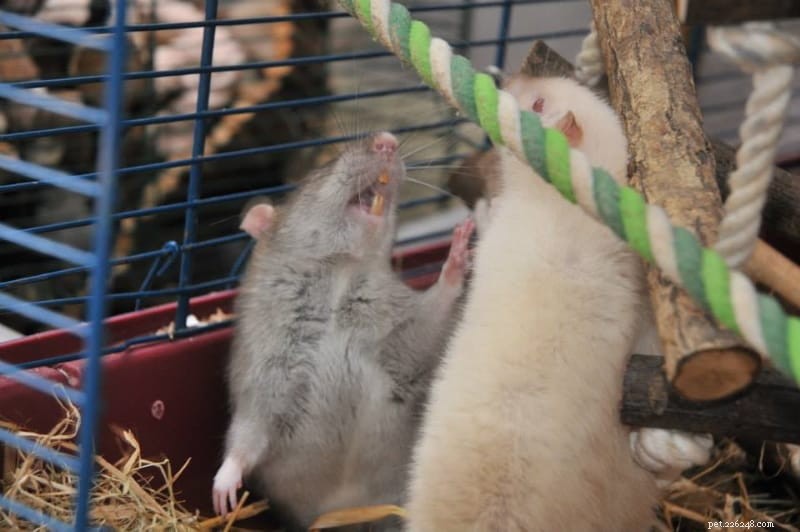 Ratten als huisdier:voor- en nadelen om te overwegen voordat je ze adopteert