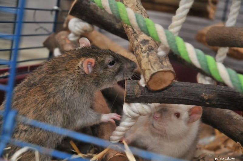 En lista över säkra skogar för råttor och möss (och osäkra skogar att undvika)