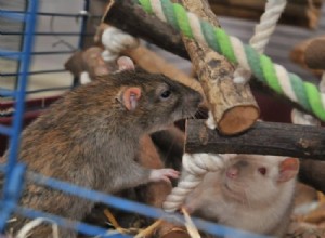 Uma lista de madeiras seguras para ratos e camundongos (e madeiras inseguras a serem evitadas)