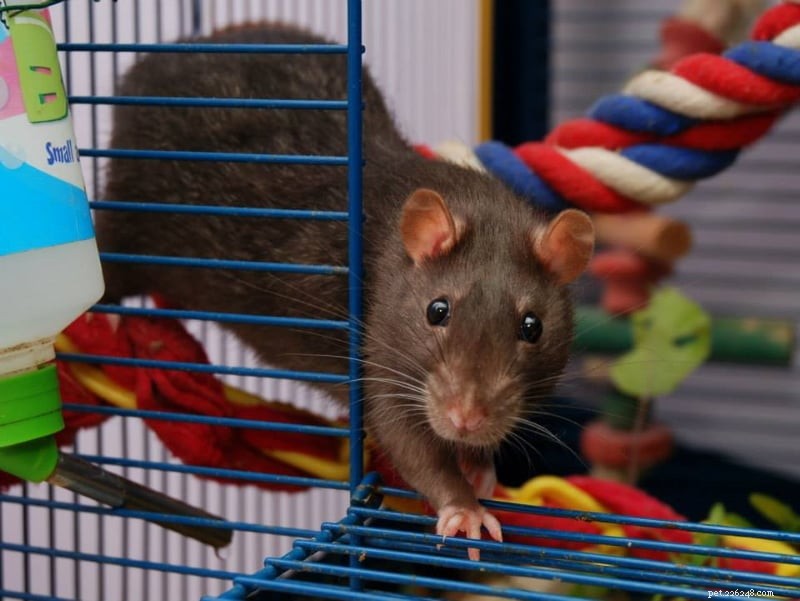 ネズミはどれくらい賢いですか？科学と私たちの個人的な経験に裏付けられた事実 