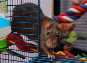 Jak chytré jsou krysy? Fakta podložená vědou a našimi osobními zkušenostmi