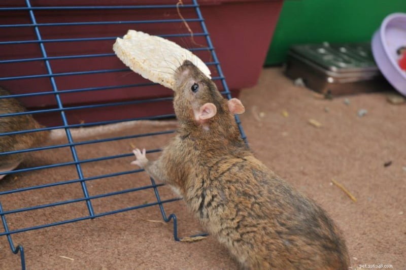 À quel point les rats sont-ils intelligents ? Des faits étayés par la science et notre expérience personnelle