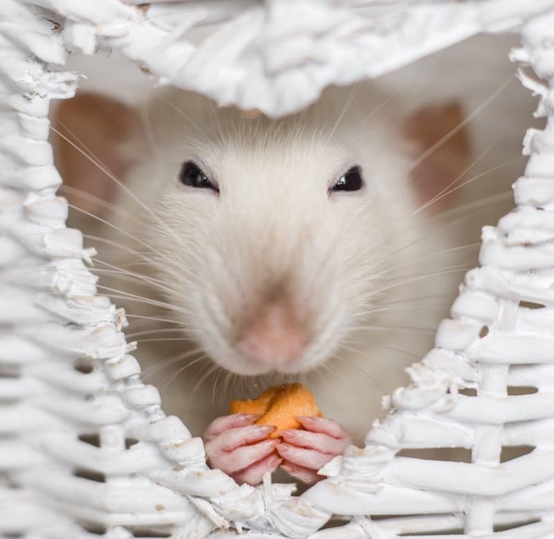 Hemlagad råttmat och godsaker:bästa recepten för att skämma bort dina gnagare