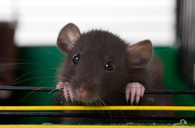 Comment garder les rats domestiques au frais en été ? 5 astuces de refroidissement à essayer !