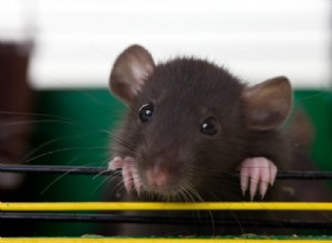 Como manter os ratos de estimação frescos no verão? 5 dicas de resfriamento para experimentar!