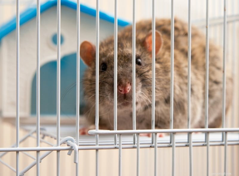 Como manter os ratos de estimação frescos no verão? 5 dicas de resfriamento para experimentar!