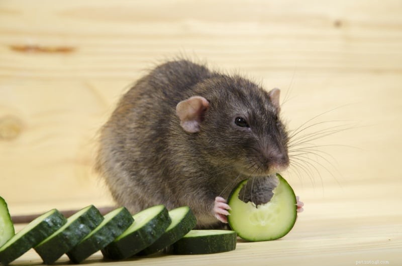 Hur håller man husdjursråttor svala på sommaren? 5 kyltips att prova!