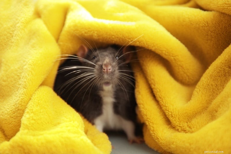 Крысы или мыши:какие домашние животные вам больше подходят
