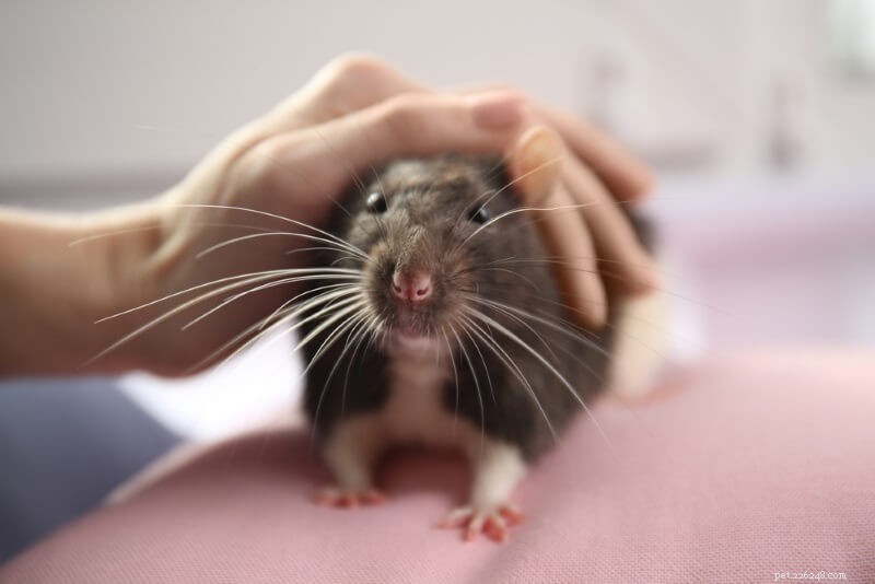 Huisdierratten verzorgen:wat u moet weten over baden, nagels, tanden en oorverzorging