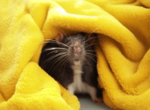 ペットのネズミの毛づくろい：入浴、爪、歯、耳のケアについて知っておくべきこと