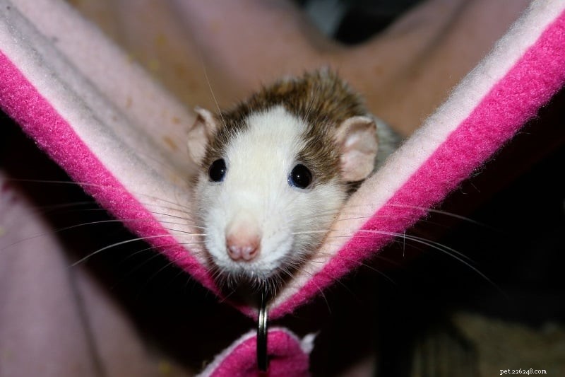 Принадлежности для домашних крыс:все, что нужно новому владельцу крысы для ухода за своими питомцами