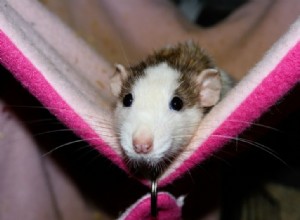 Potřeby pro domácí mazlíčky:Vše, co nový majitel potkanů ​​potřebuje k péči o své mazlíčky