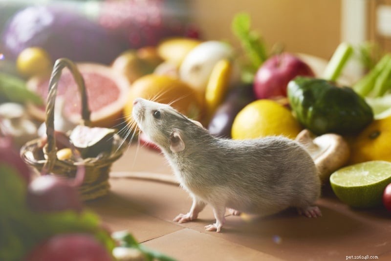 Råtttillbehör för husdjur:Allt en ny råttägare behöver för att ta hand om sina husdjur
