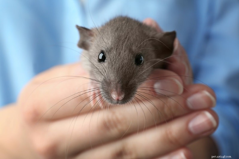Potřeby pro domácí mazlíčky:Vše, co nový majitel potkanů ​​potřebuje k péči o své mazlíčky