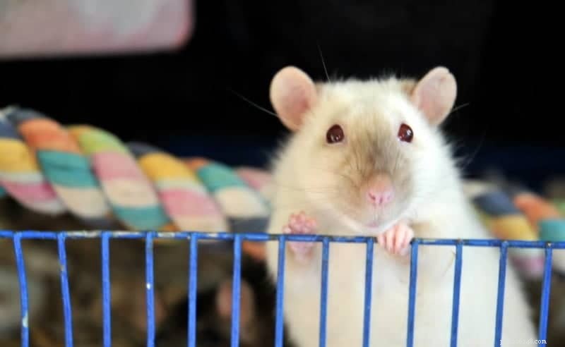 Vanliga råttpälsfärger:Genetiken hos råttsorter