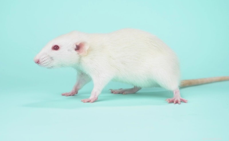 쥐의 일반적인 털 색깔:쥐 품종의 유전학