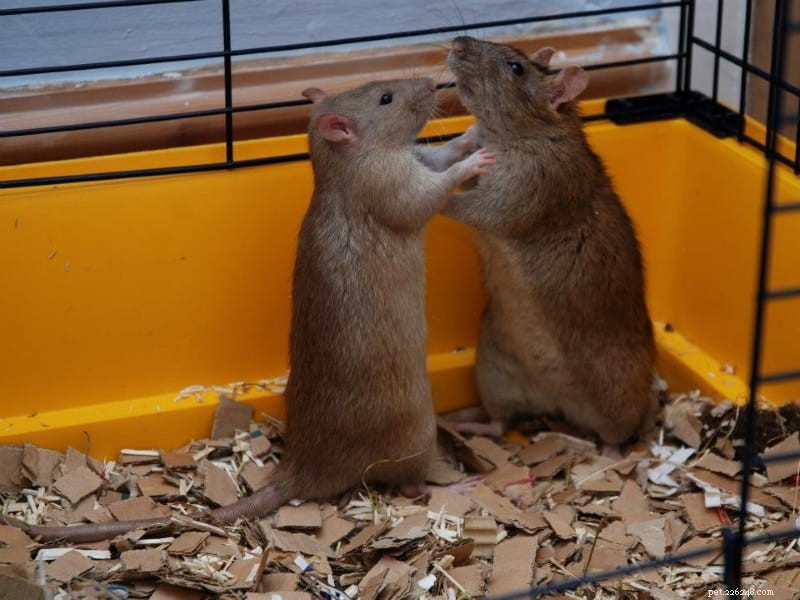 Maken mannelijke of vrouwelijke ratten betere huisdieren?