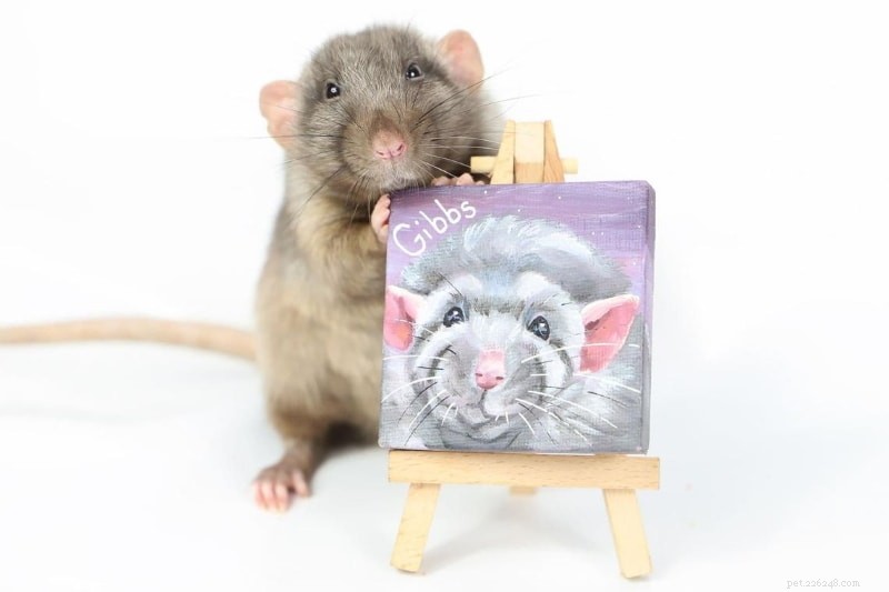 10 fantastiska presenter till råttälskare och råttägare