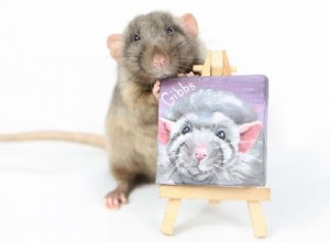 10 úžasných dárků pro milovníky a majitele potkanů