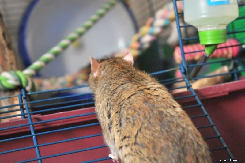 Problemi di salute comuni nei ratti – Parte 1:Myco, problemi respiratori e malattie cardiache