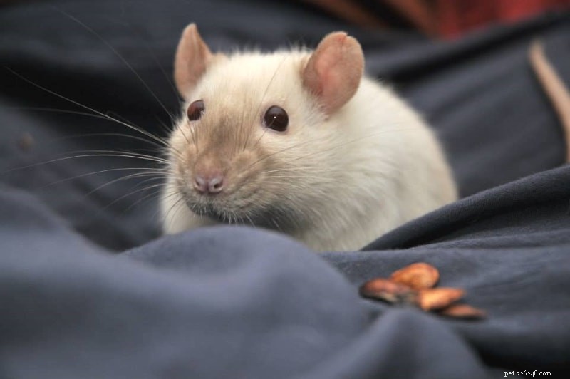 Běžné zdravotní problémy u potkanů ​​– Část 1:Myco, respirační problémy a srdeční choroby