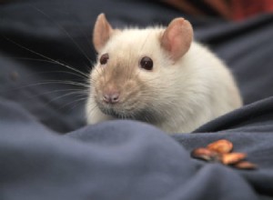 Běžné zdravotní problémy u potkanů ​​– Část 1:Myco, respirační problémy a srdeční choroby