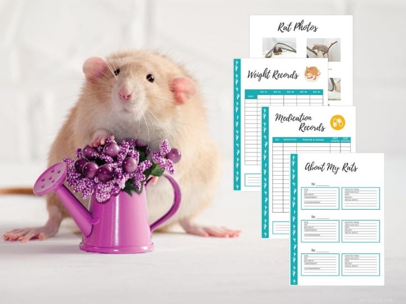 10 замечательных подарков для любителей и владельцев крыс