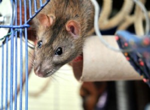 恥ずかしがり屋で臆病なペットのネズミを社会化するための10のヒント 