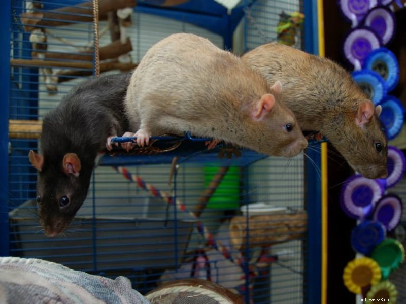 10 tips om att umgås med blyga och skygga husdjursråttor