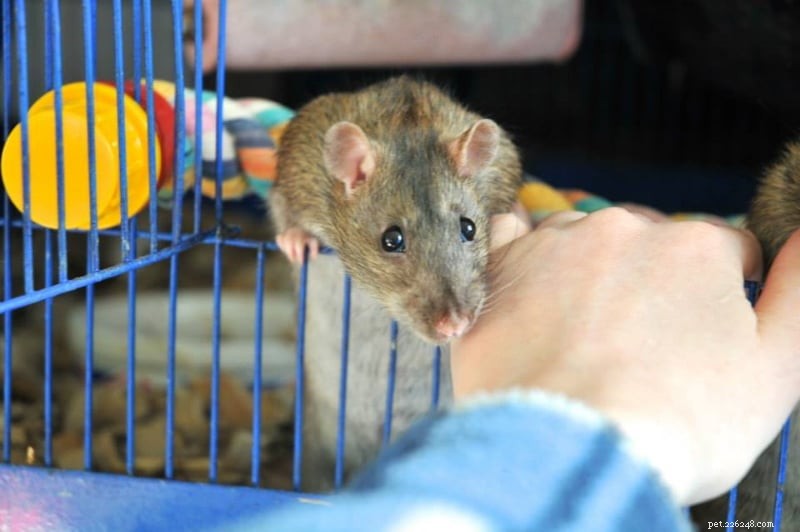 10 conseils pour socialiser les rats de compagnie timides et timides