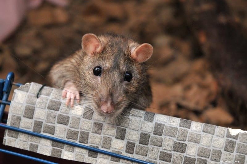 Должен ли я разводить домашнюю крысу?