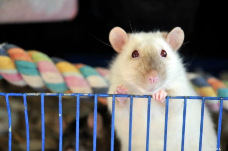 Onde obter ratos de estimação? Melhores fontes para adotar seus novos animais de estimação de