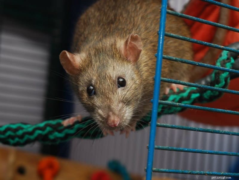Signes que votre rat domestique est malade ou mourant 