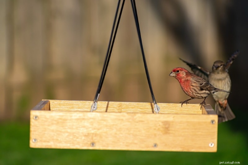 Tipos de alimentadores de pássaros e quais pássaros preferem qual tipo