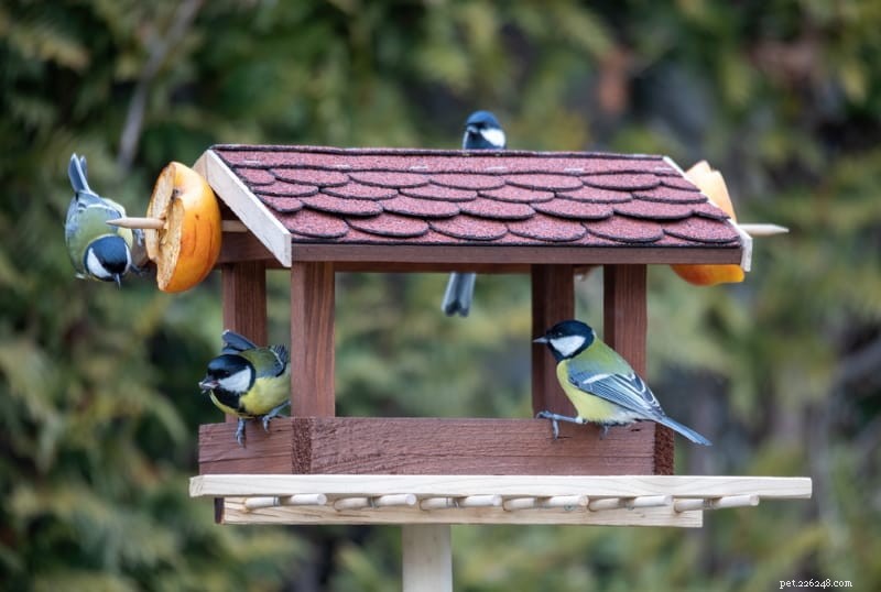 鳥の餌箱の種類とどの鳥がどの種類を好むか 