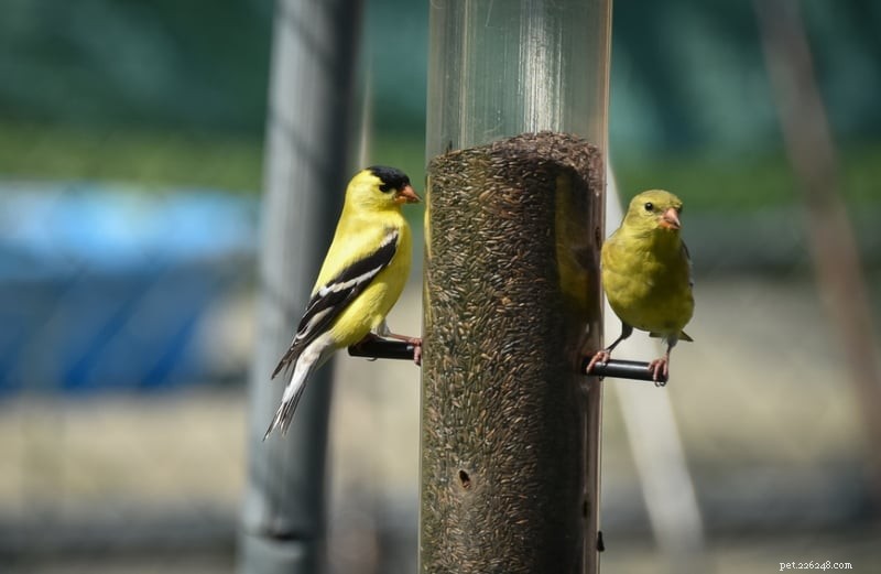 Tipos de alimentadores de pássaros e quais pássaros preferem qual tipo