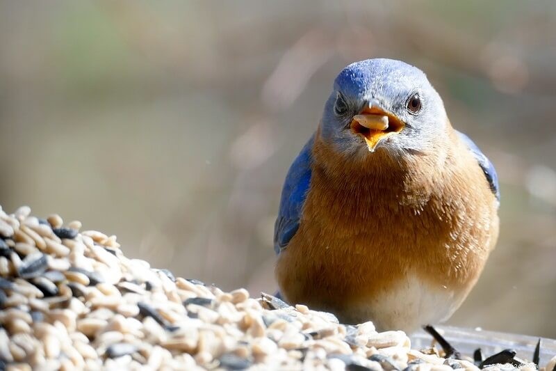 Como atrair pássaros azuis:satisfaça suas 4 necessidades essenciais