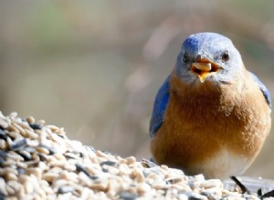 Hur man attraherar blåfåglar:tillfredsställ deras 4 väsentliga behov