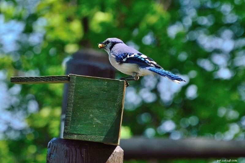 Come attirare i Blue Jays:4 elementi essenziali che attireranno i Jays nel tuo giardino