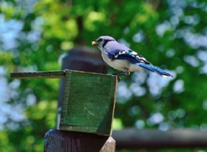 Zo trek je Blue Jays aan:4 essentiële dingen die Jays naar je tuin lokken