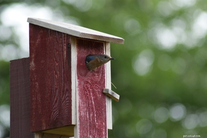 Como atrair pássaros azuis:satisfaça suas 4 necessidades essenciais