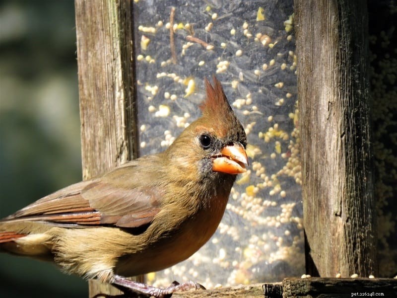 Guida al cibo per uccelli cardinali:dai semi alle bacche, prepara una festa in giardino e attira cardinali
